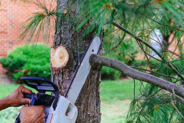 Best Stump Grinding Near Me  in Santa Cruz, CA